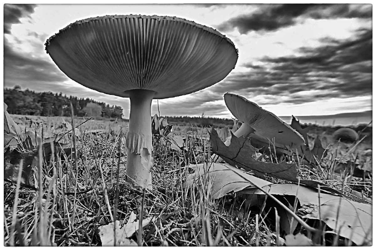 Fliegenpilz 11_BW 2.jpg