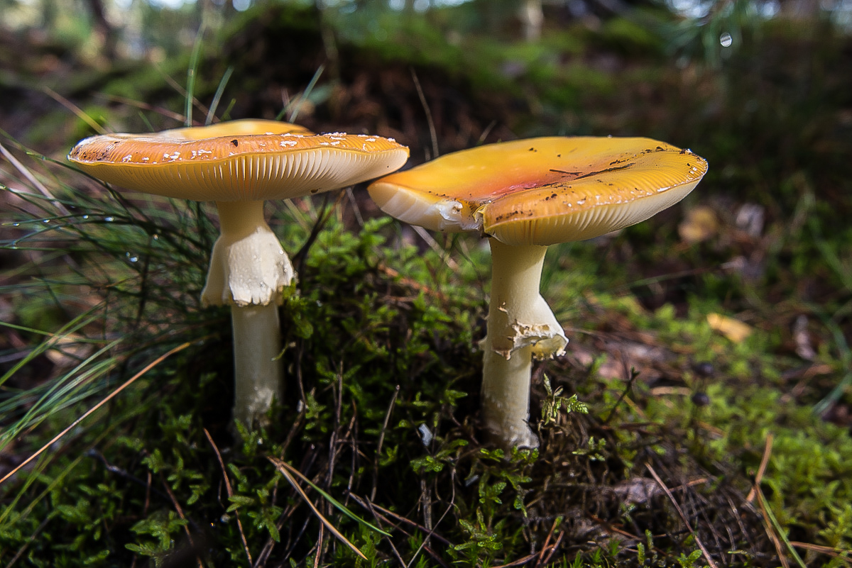 Fliegenpilz 2.jpg