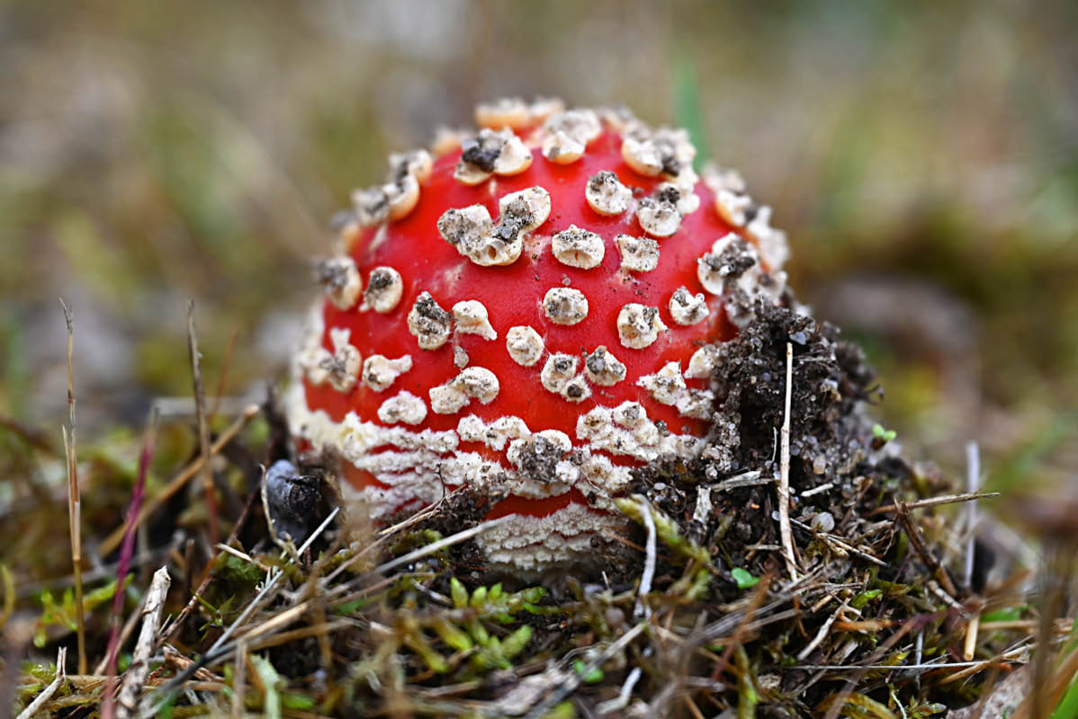 Fliegenpilz 2.jpg