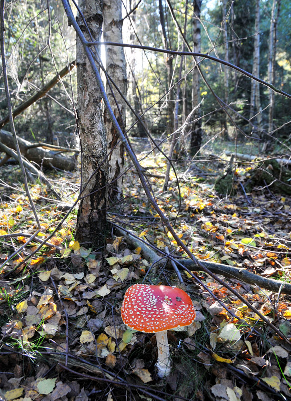 Fliegenpilz 2