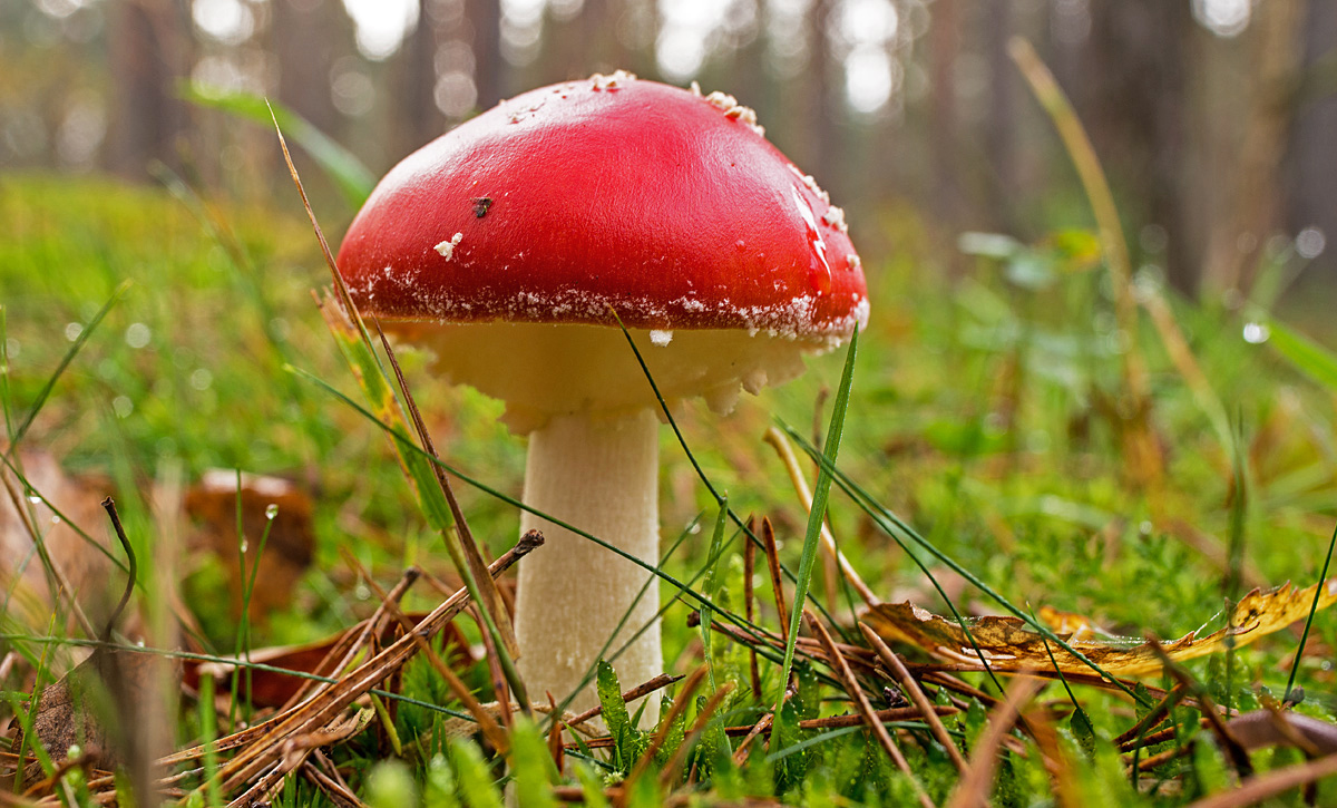 Fliegenpilz 2