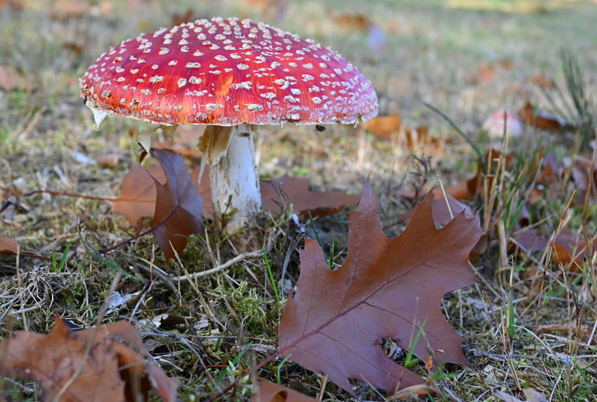 Fliegenpilz 7.jpg