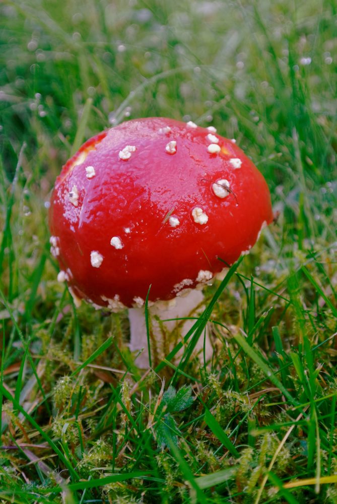 Fliegenpilz im Garten