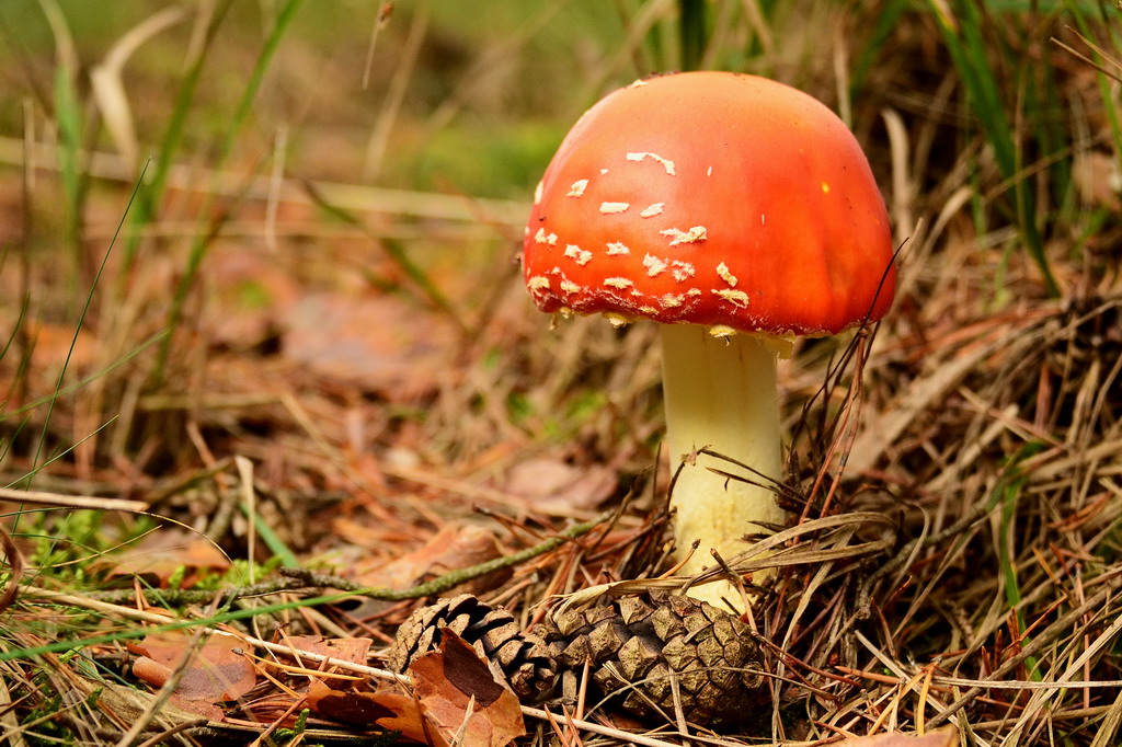 Fliegenpilz