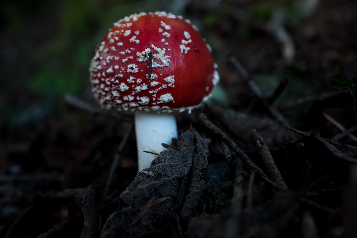 Fliegenpilz