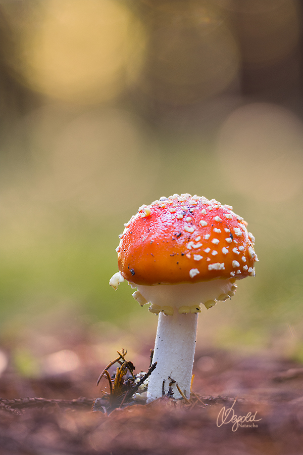 Fliegenpilz