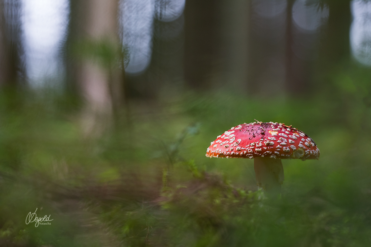 Fliegenpilz