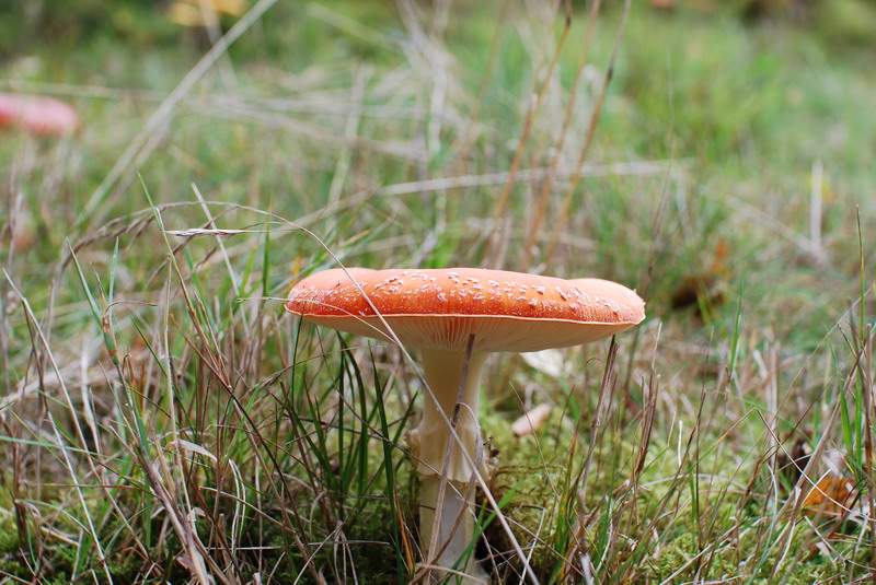 Fliegenpilz
