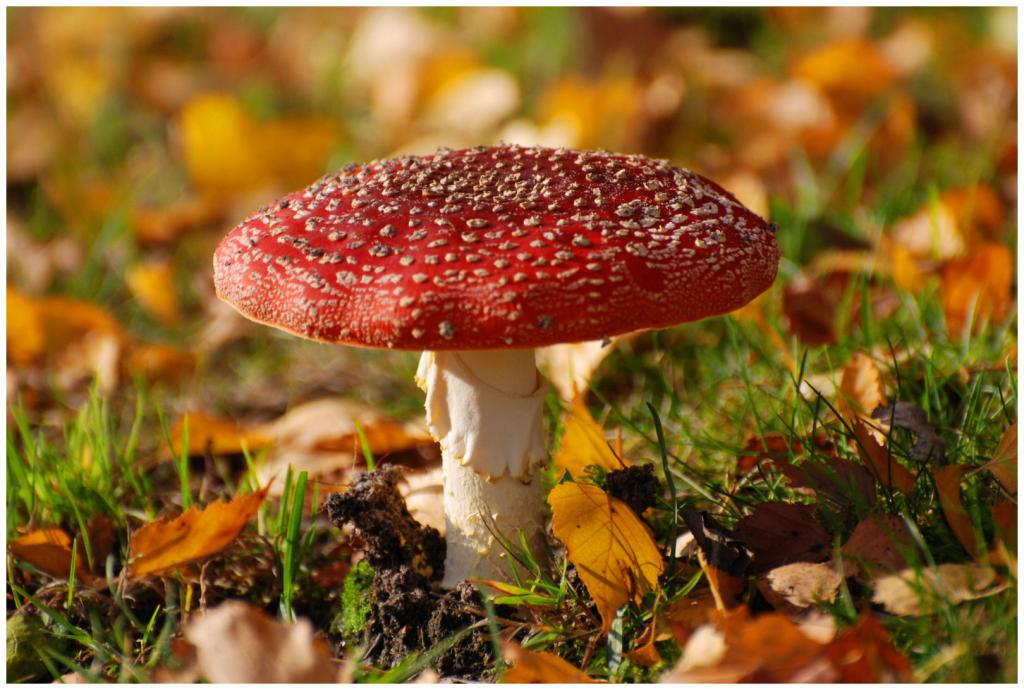 Fliegenpilz