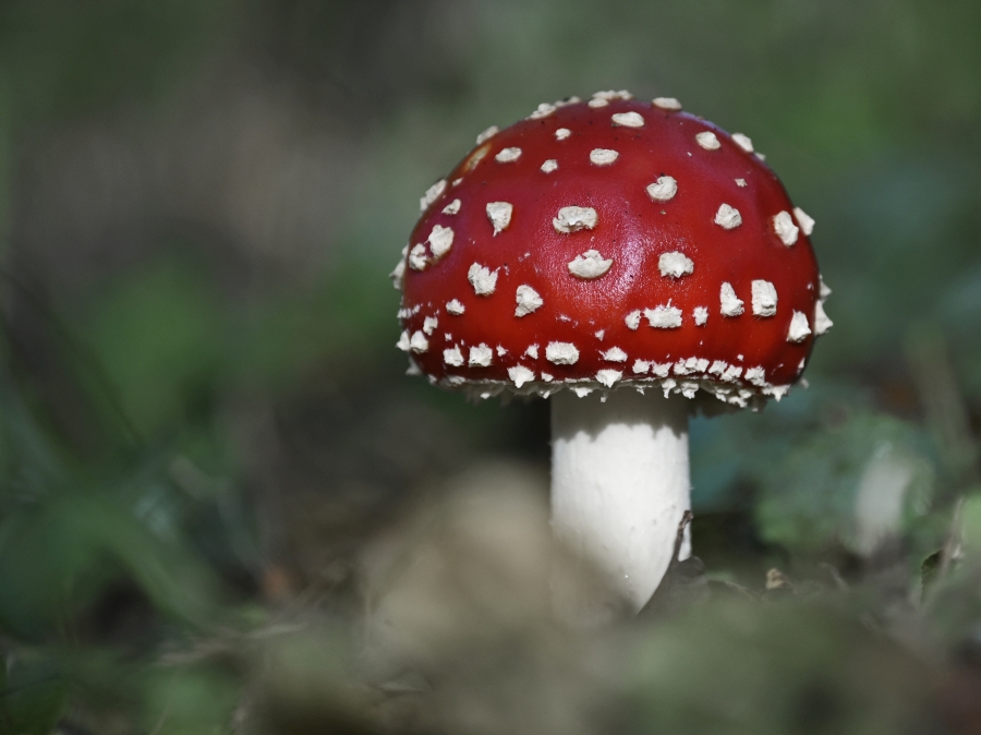 fliegenpilz_2.jpg