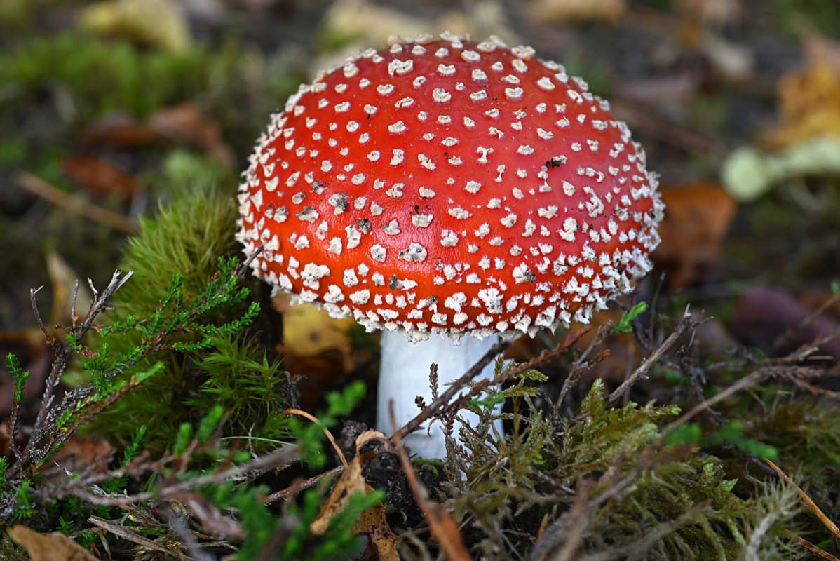 Fliegenpilz_3_1.jpg