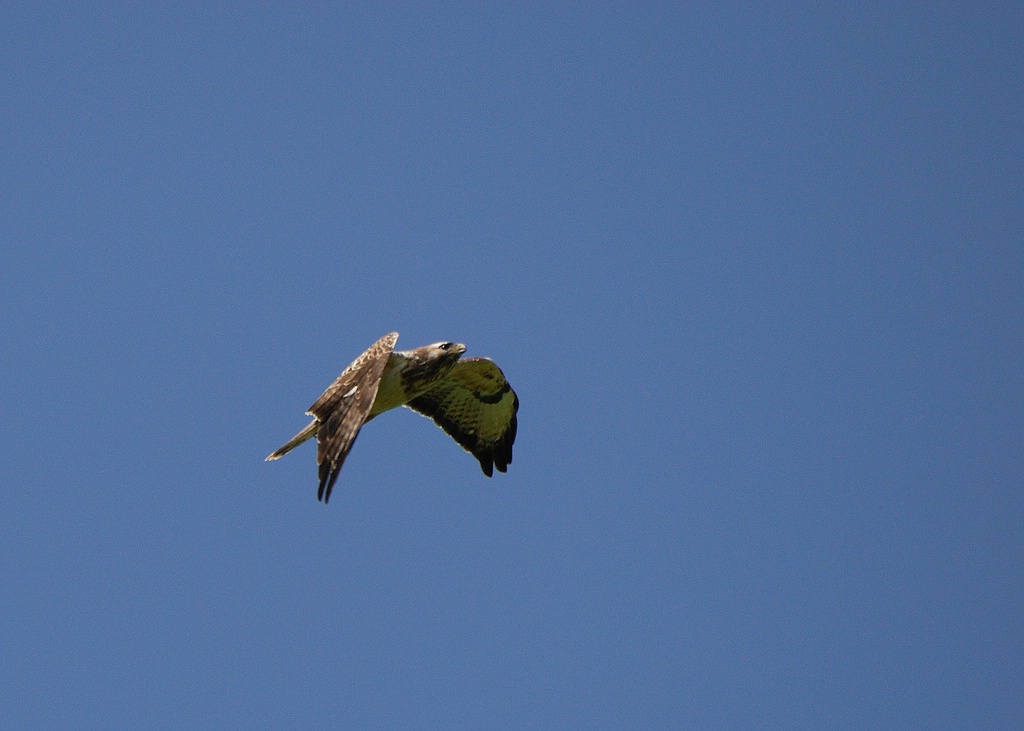 Fliegeralarm 1