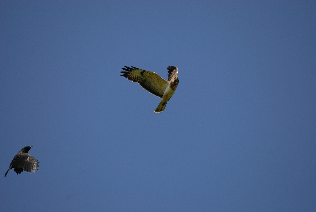 Fliegeralarm 2