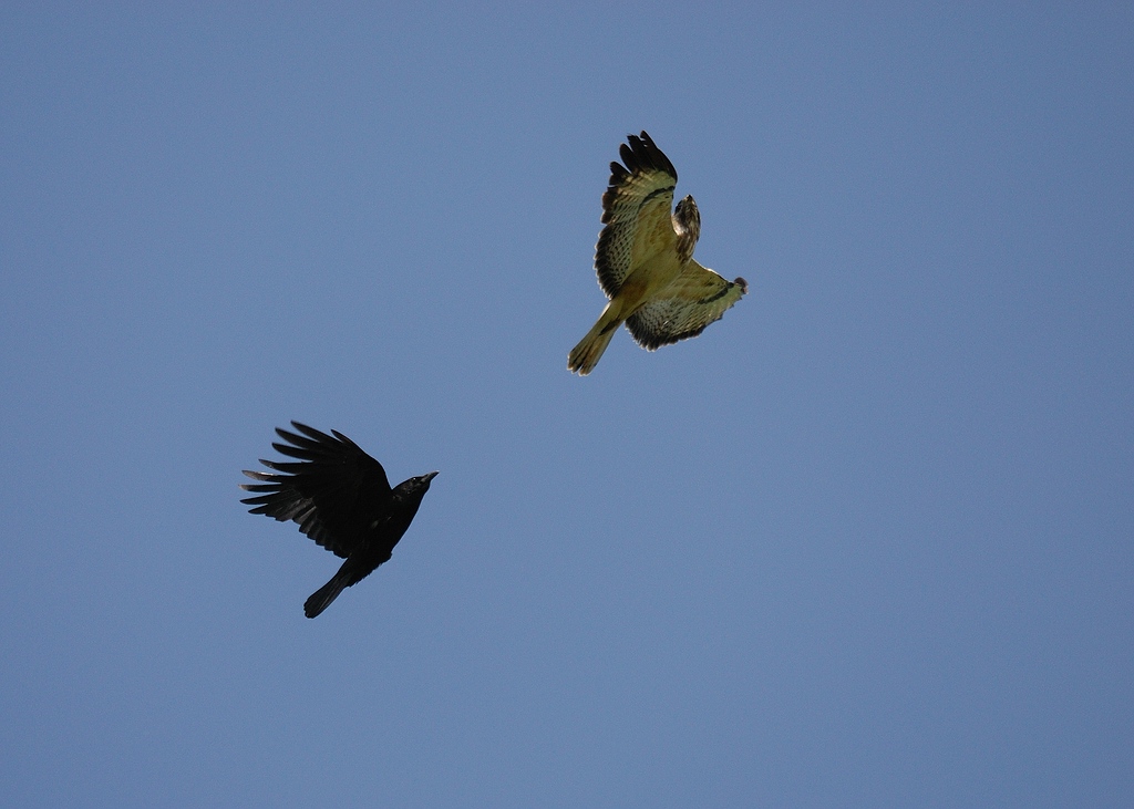 Fliegeralarm 5