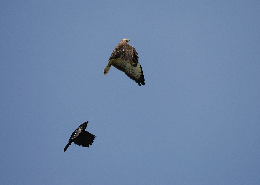 Fliegeralarm 7