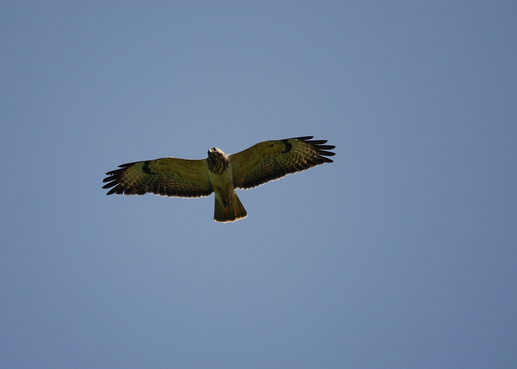 Fliegeralarm 8