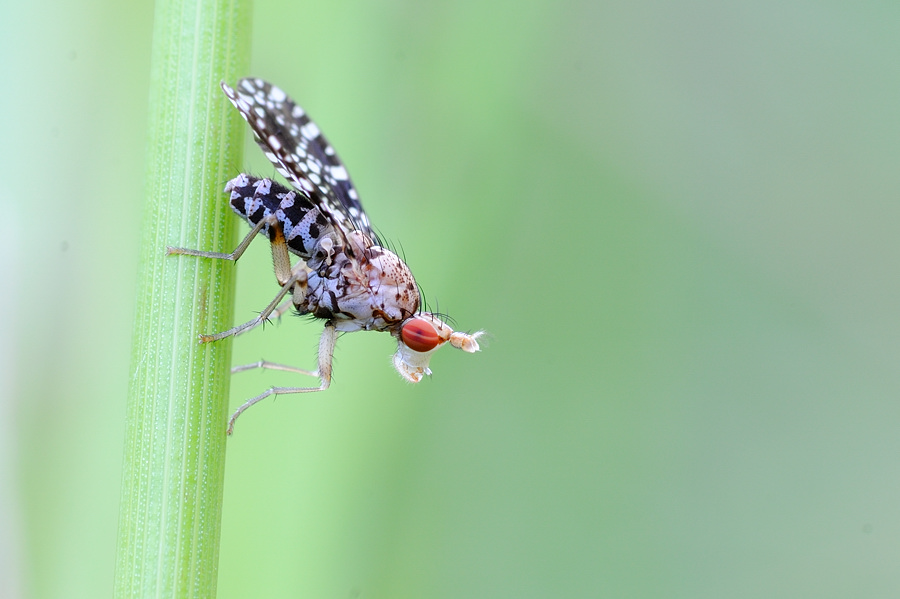 FliegeWebCAA 0767