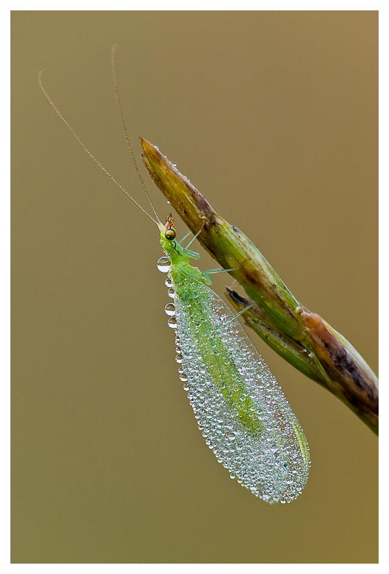 Florfliege web 3