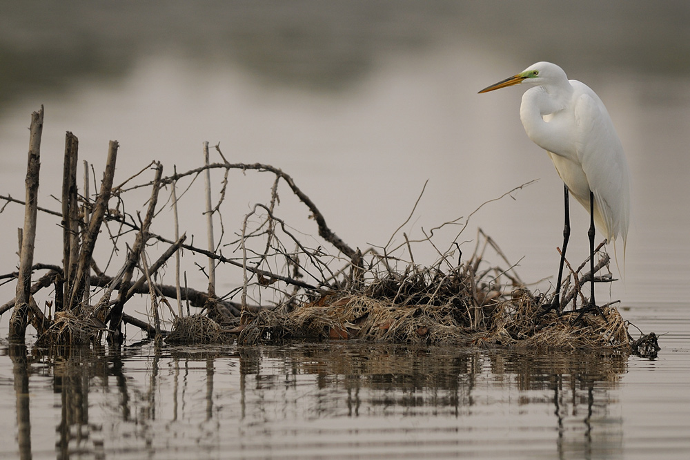 Florida, Estero Lagoon, 2009