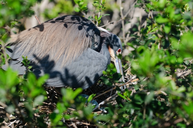 Florida
