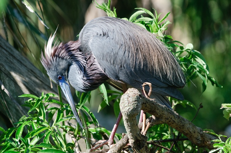 Florida