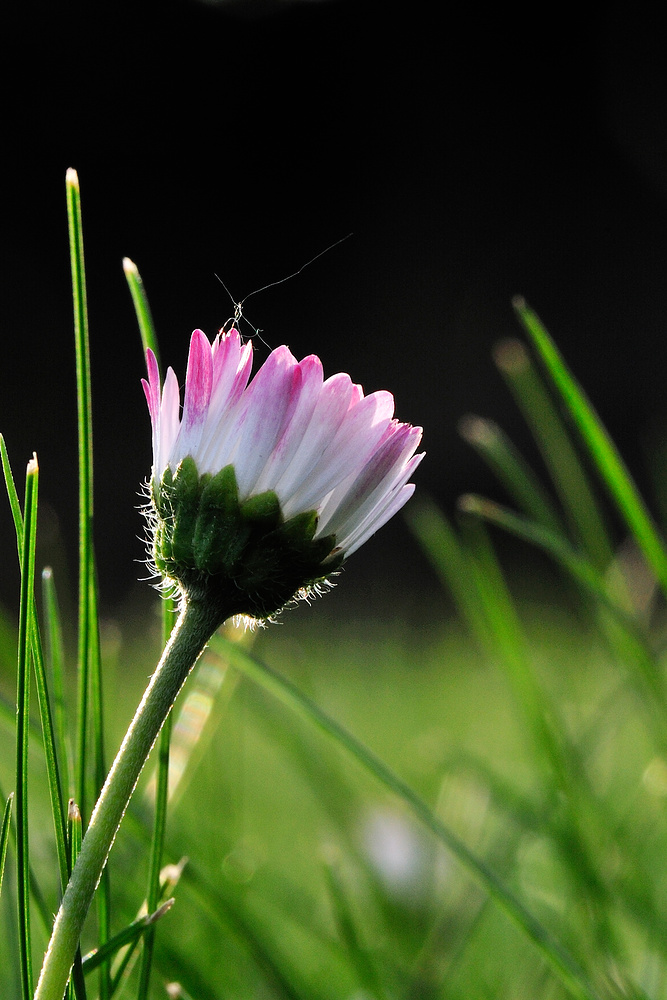 FLOWER 2