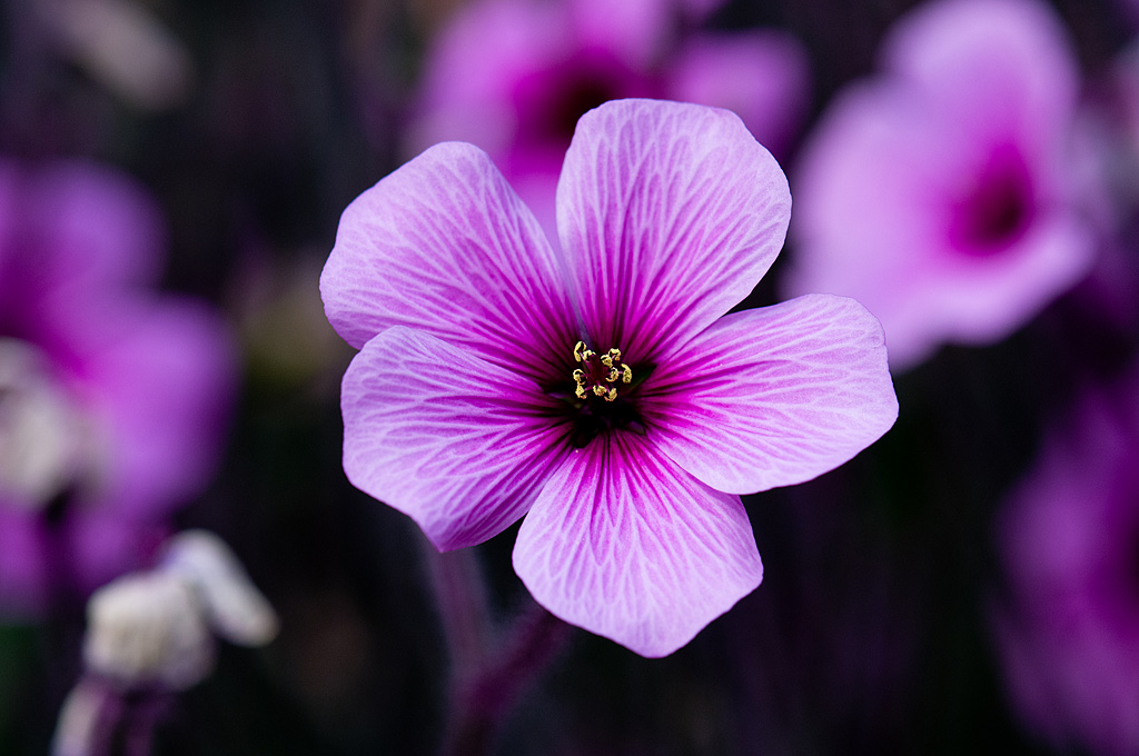 Flower new exp web