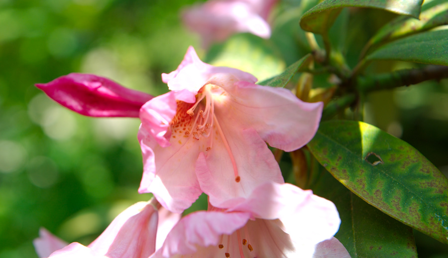 flowermacro_forstbotanischer_garten_koeln