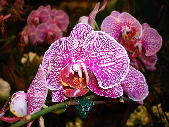 Flowers Sin 001a