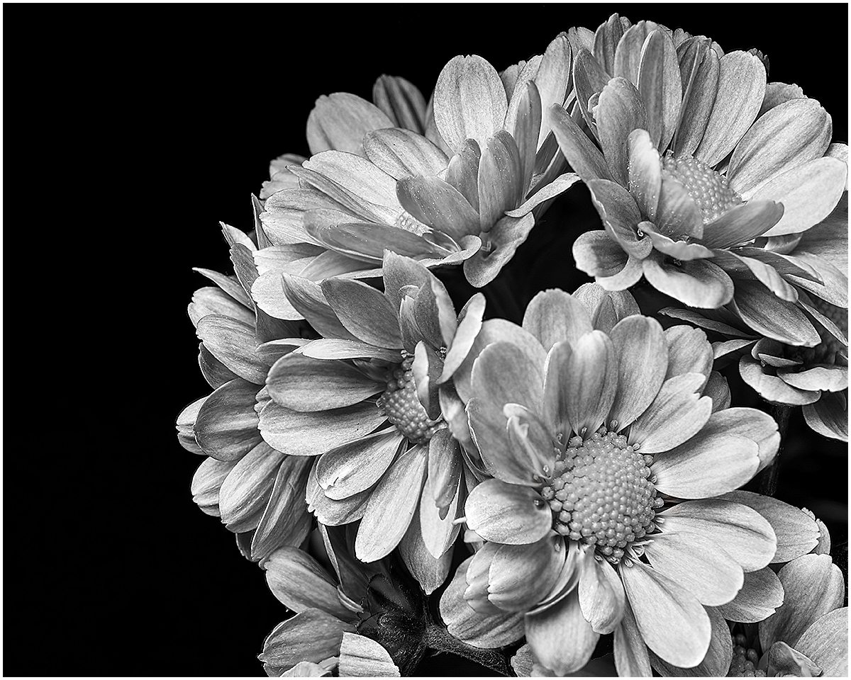 flowerstackbw.jpg
