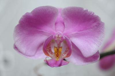 flowertest