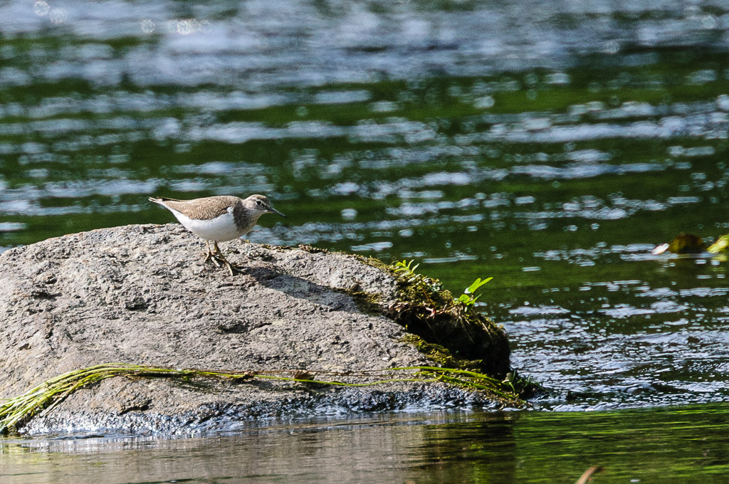 Flußuferläufer 3