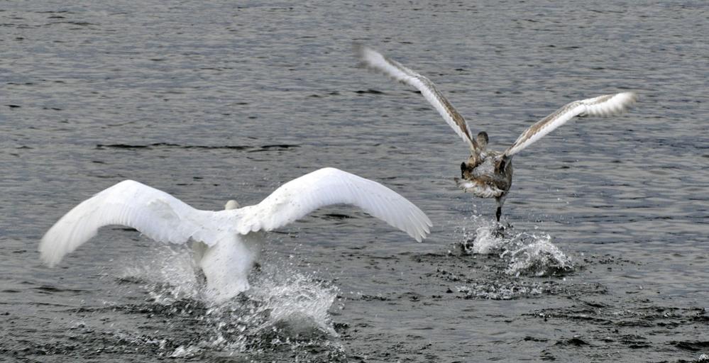 Flucht