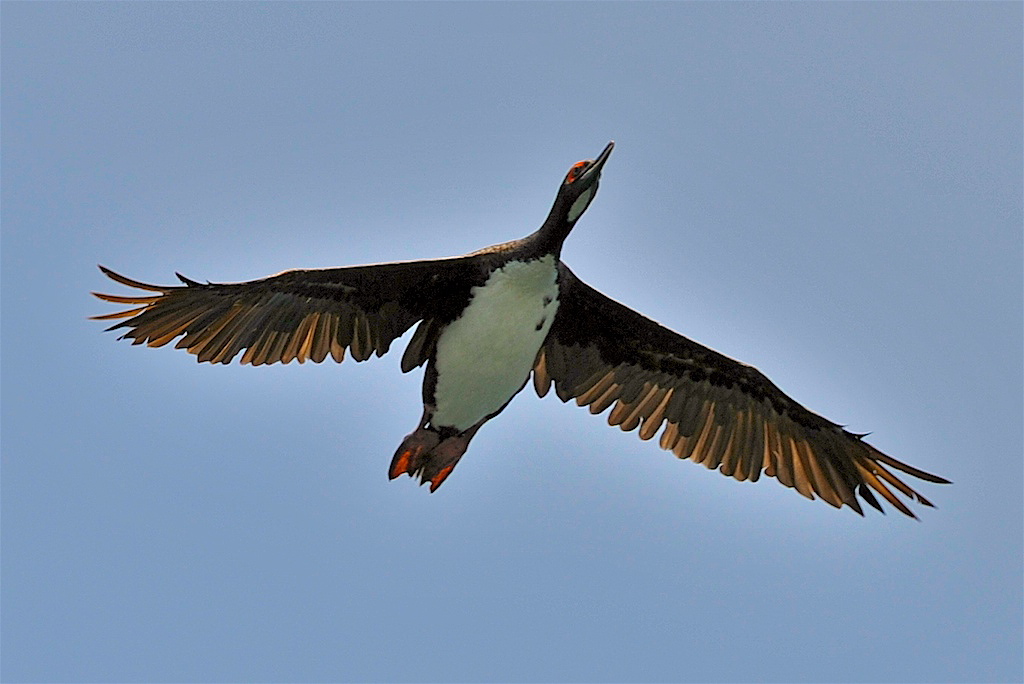 Flug