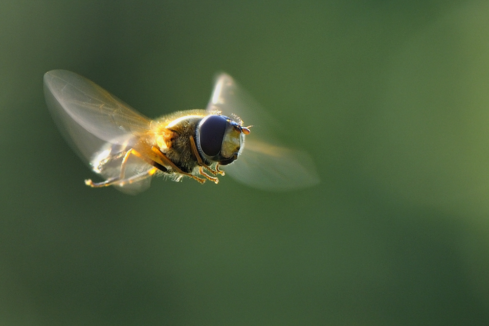 Flugbiene