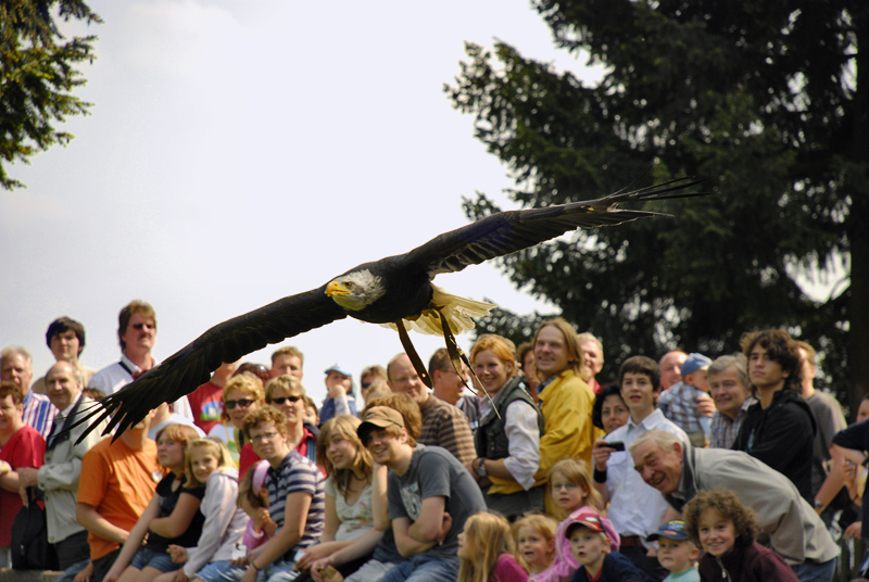 Flugshow im Wildpark Edersee