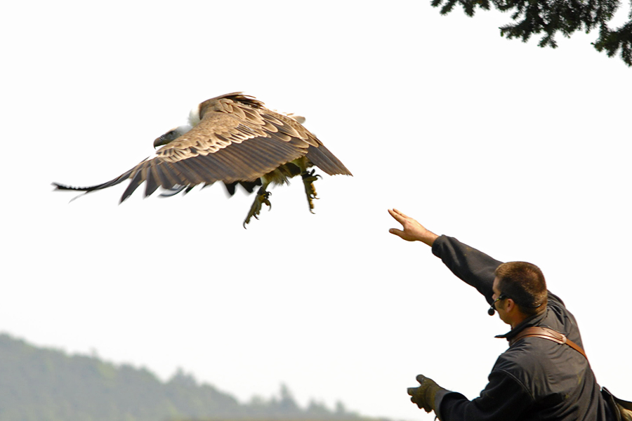 Flugshow Wildpark Erdersee - Bild 1
Einer der beiden Geier beim "Startwurf"
Nikon D80, ISO 320, 1/500sec, Blende leider nicht mehr in Erinne