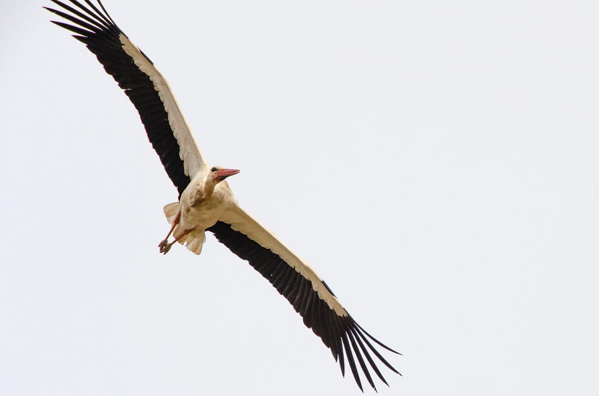 Flugstorch klein