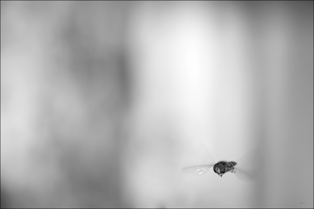 FlugstundeDSC 6353