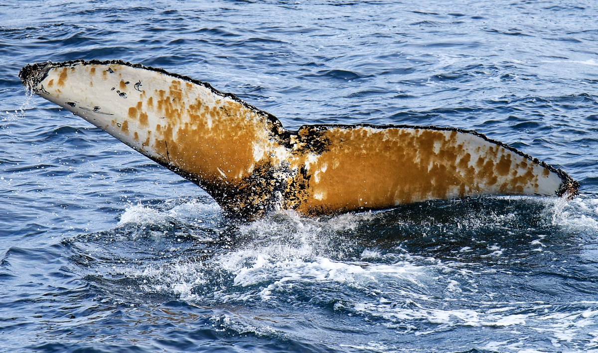 Fluke.jpg