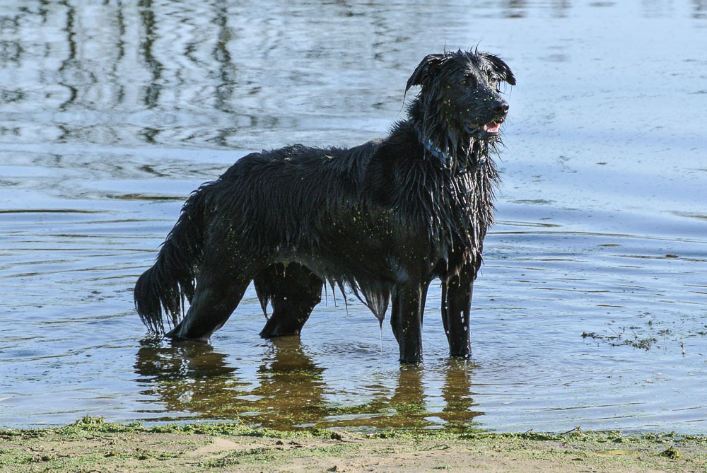 Flusshund