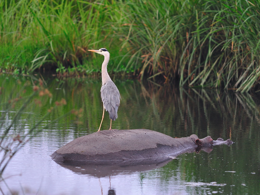 Flusspferd, Kiboko, mit Vogel