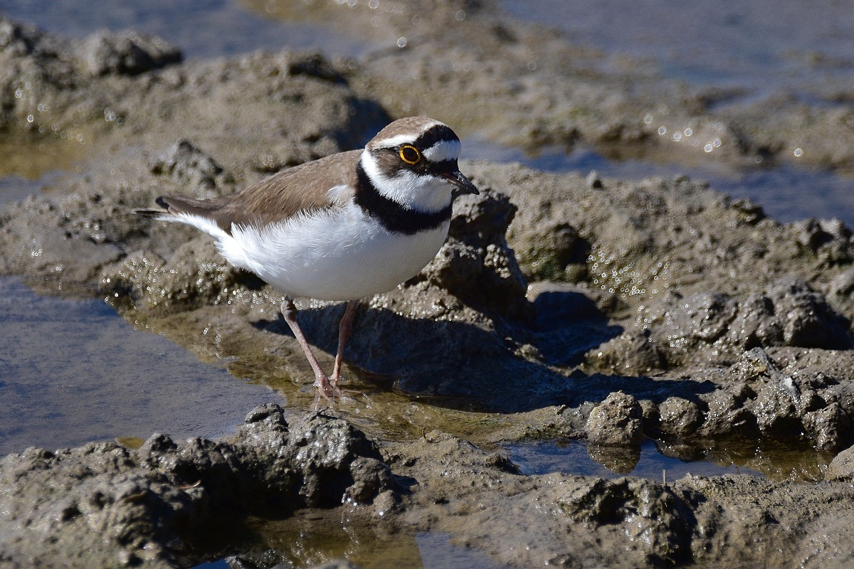 Flussregenpfeifer 2016 05609