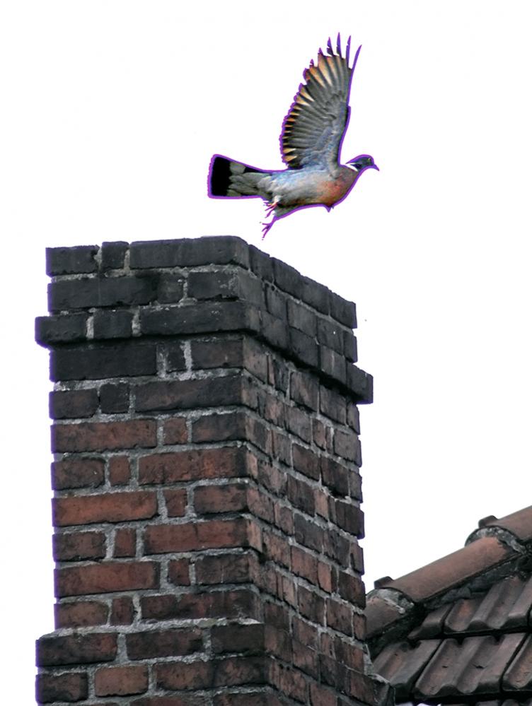 fly away