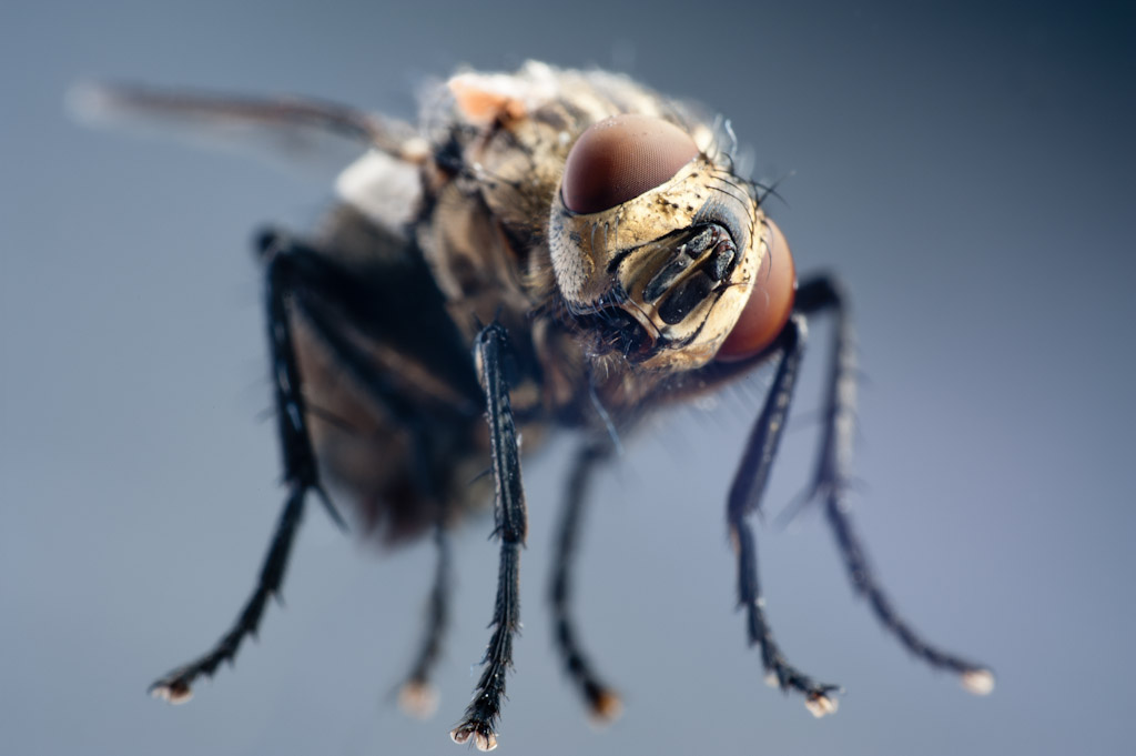 Fly