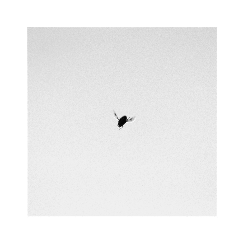 fly
