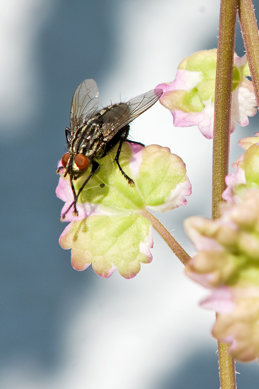 fly