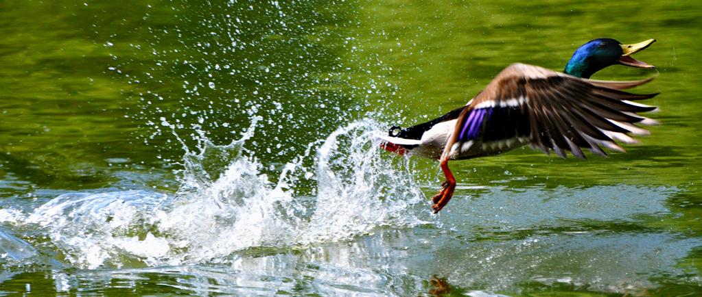 Flying Duck.