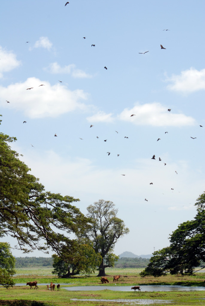Flying foxes