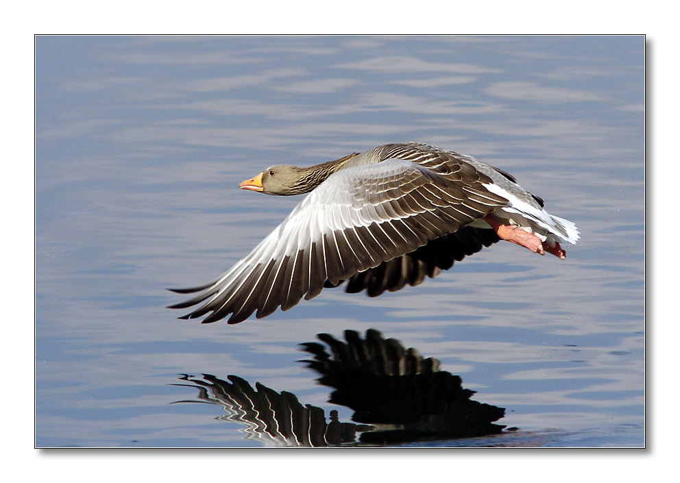 flying goose onl